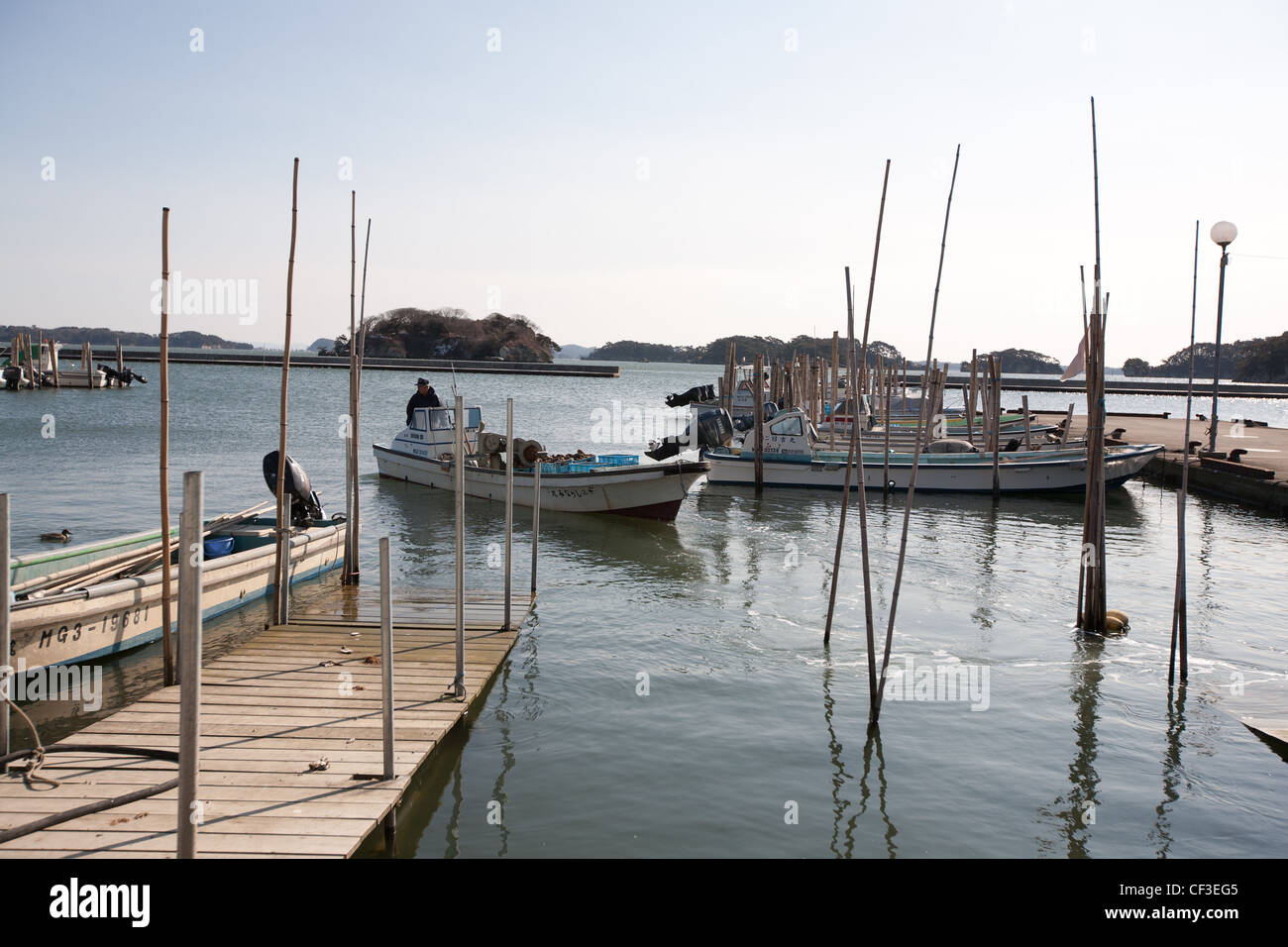 Frische Austern, landwirtschaftlicher Betrieb in der Miyagi Präfektur Fischer-Kooperative in Matsushima Stadt an Miyagi Küste von Japan. Stockfoto