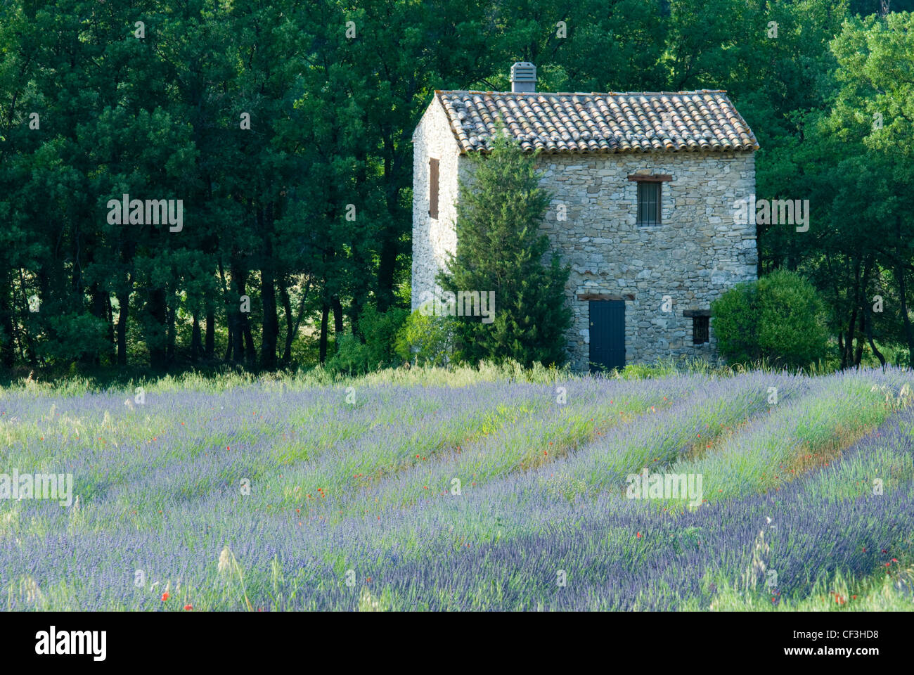 Eine einsame Scheune in einem Feld von Lavendel, Provence, Frankreich Stockfoto