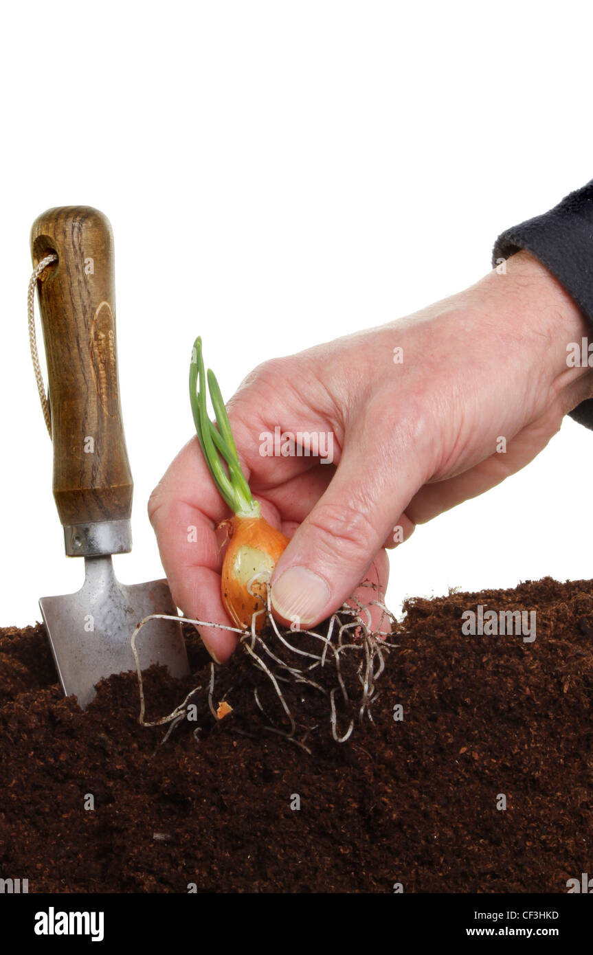 Hand, die Bepflanzung einer Schalotte in Boden vor einem weißen Hintergrund Stockfoto