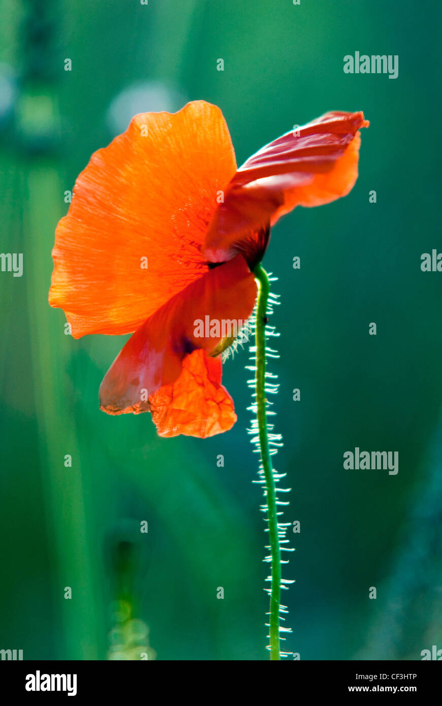 Ein Close Up von Mohn in einem Feld von Lavendel Hintergrundbeleuchtung von der Sonne in der Nähe von Apt in der Provence Stockfoto