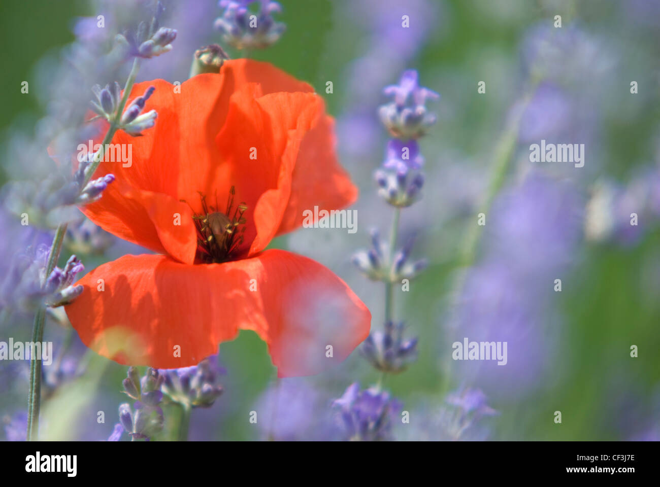 Ein Close Up von Mohn in einem Feld von Lavendel in der Nähe von Apt in der Provence Stockfoto