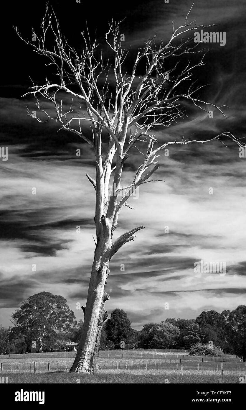 Toten Gum tree Stockfoto