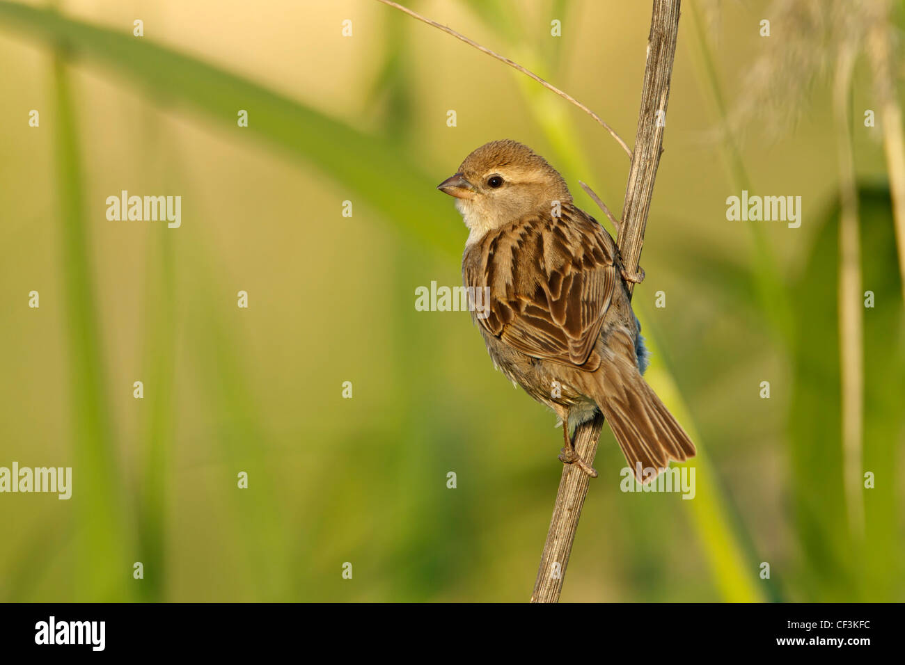 Dead Sea Sparrow, Passer moabiticus Stockfoto