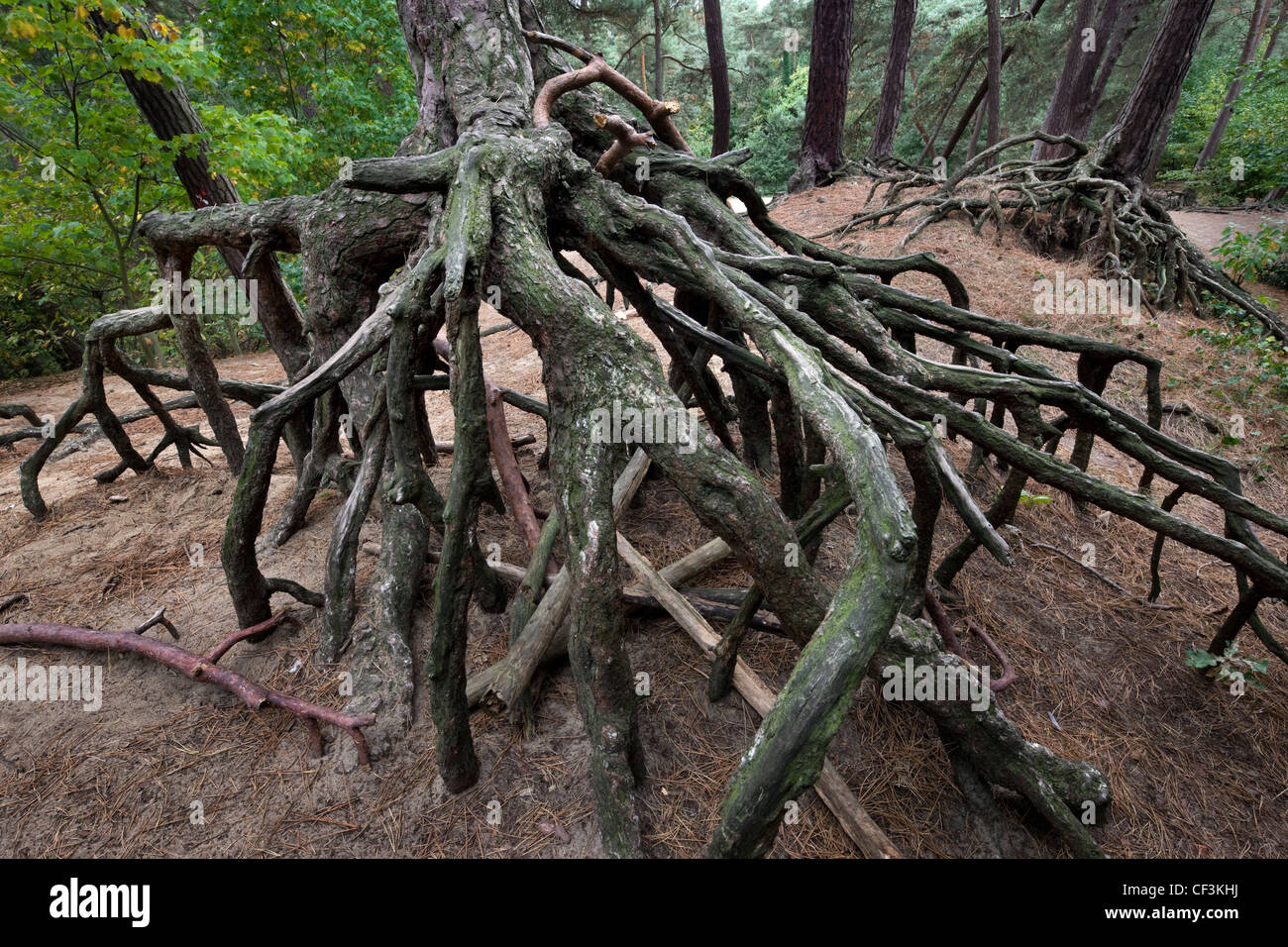Wurzeln der Kiefer (Pinus Sylvestris) ausgesetzt, durch Bodenerosion in Wald bei Kasterlee, Belgien Stockfoto