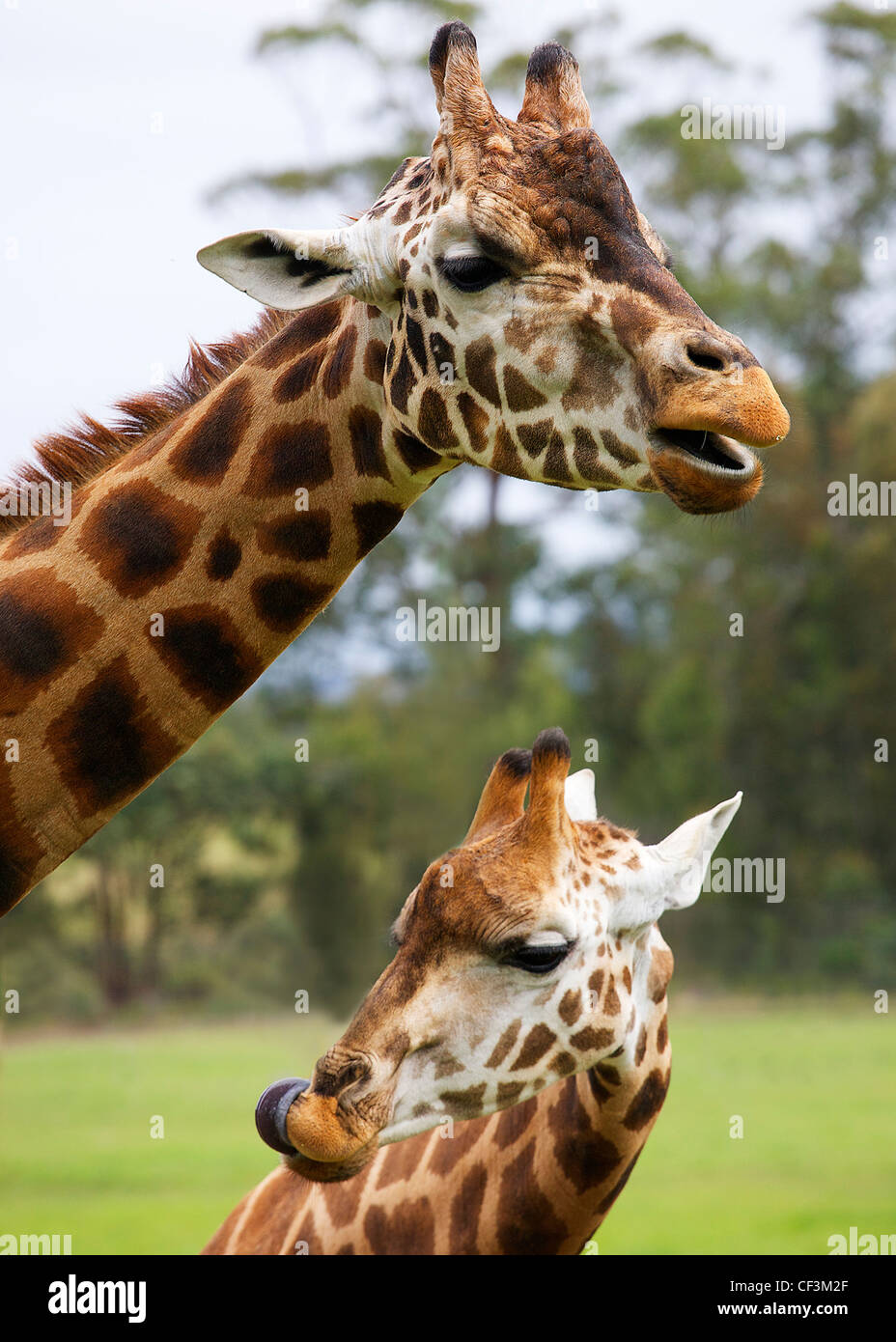 Mutter und Sohn giraffe Stockfoto