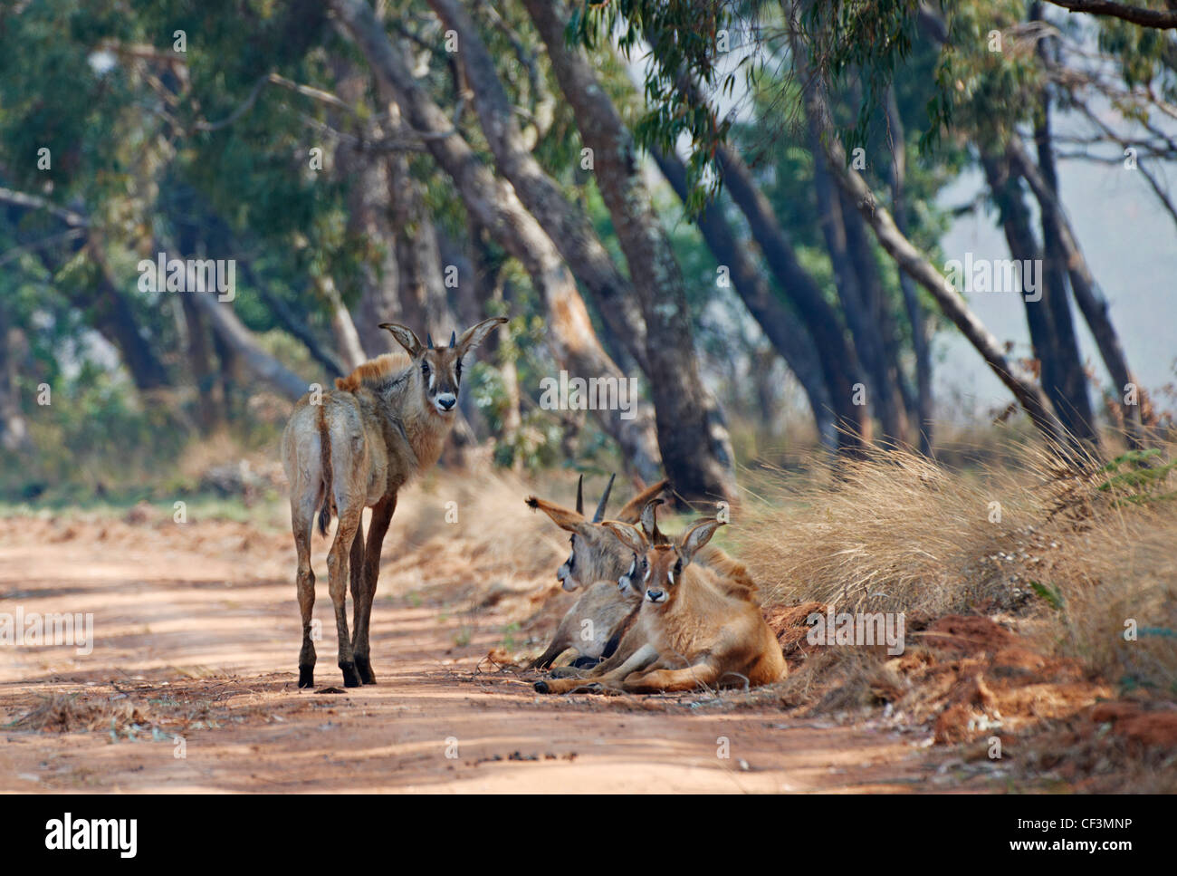 Roan Antilopen, Hippotragus Spitzfuß, Nyika-Plateau, Malawi, Afrika Stockfoto