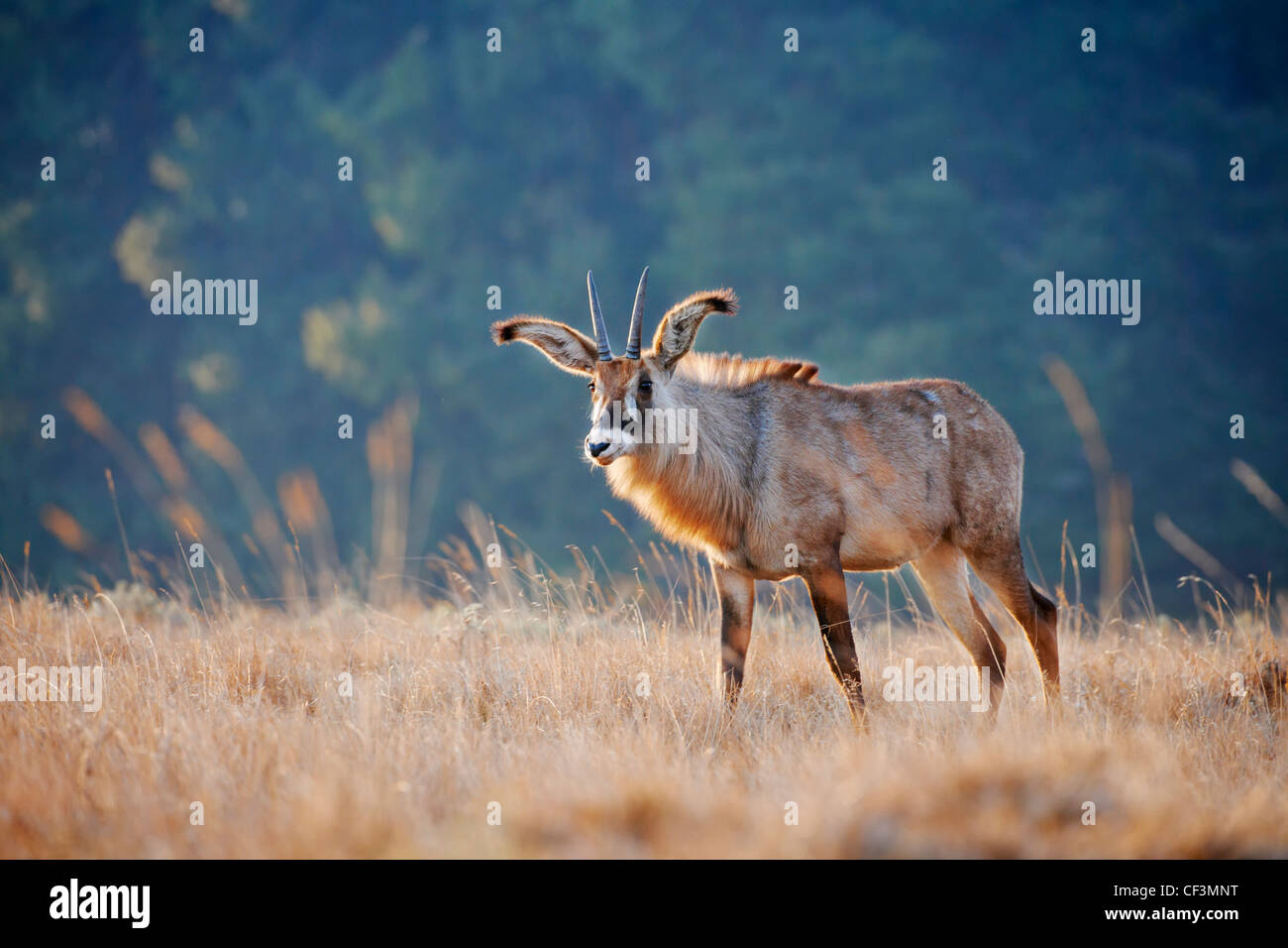 Roan Antilope, Hippotragus Spitzfuß, Nyika-Plateau, Malawi, Afrika Stockfoto