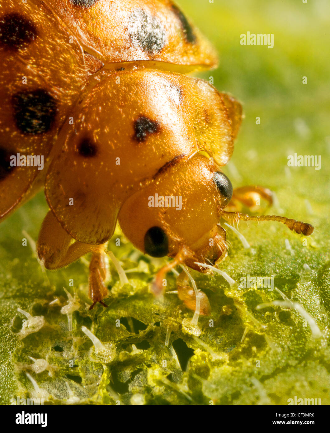Lady Beetle Fütterung Stockfoto