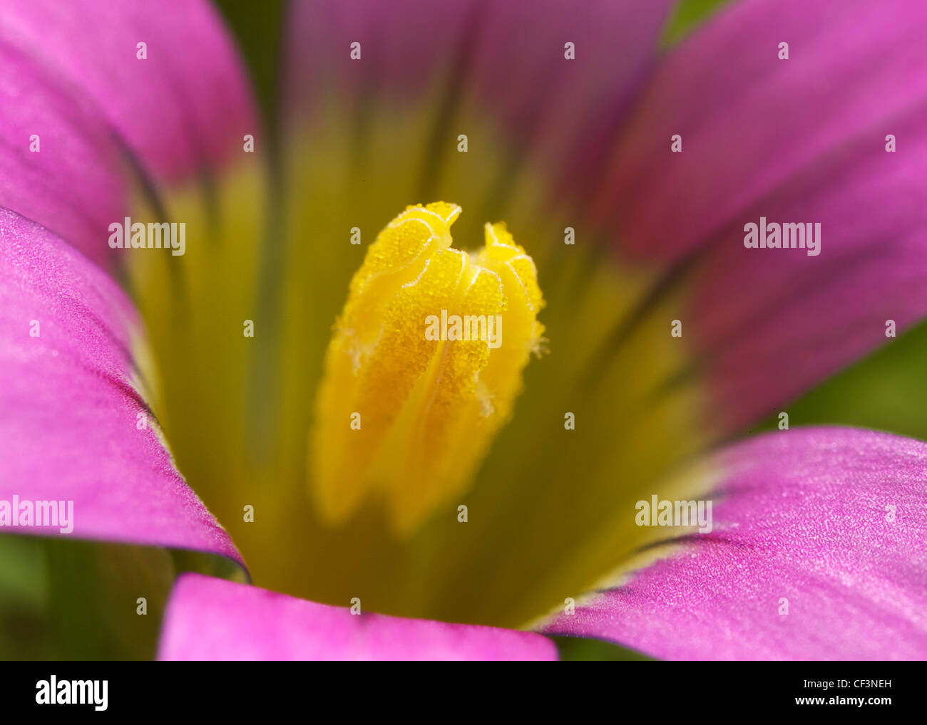 kleine rosa Blume Stockfoto