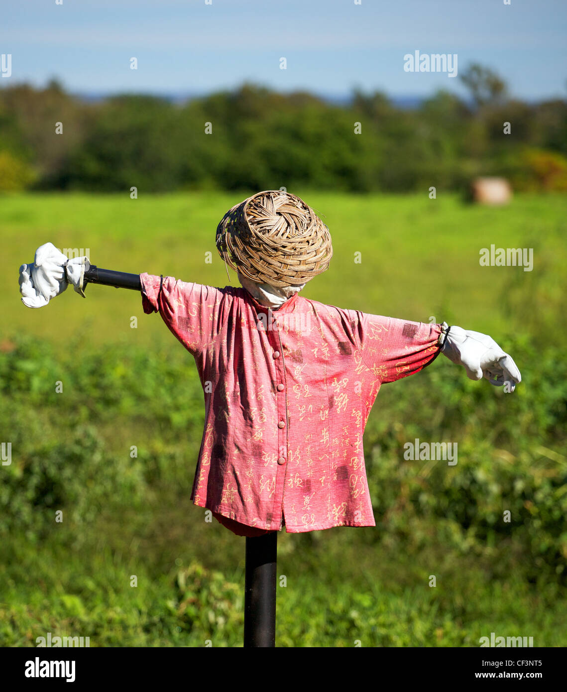 Vogelscheuche in einem Feld Stockfoto