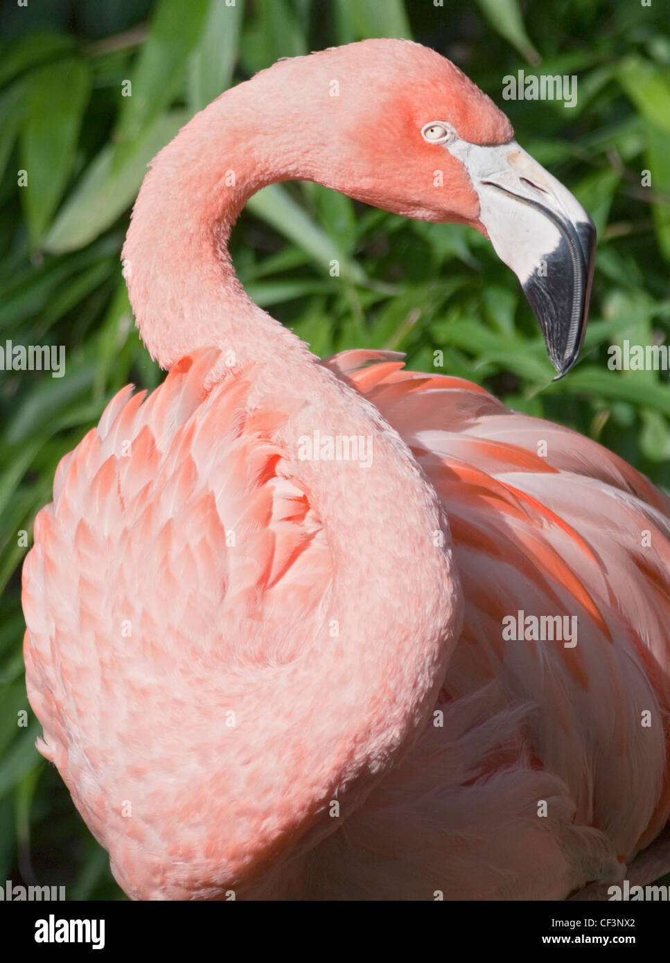 Chilenische Flamingo (Phoenicopterus Chilensis) Stockfoto