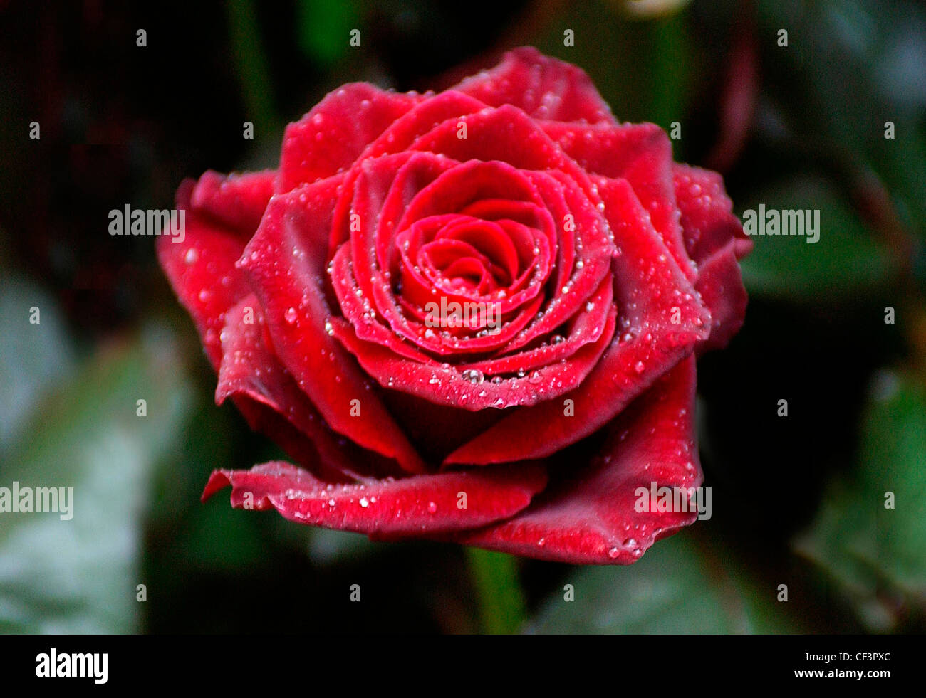 Ruby rose mit Tröpfchen Tau auf Blütenblätter hautnah Stockfoto