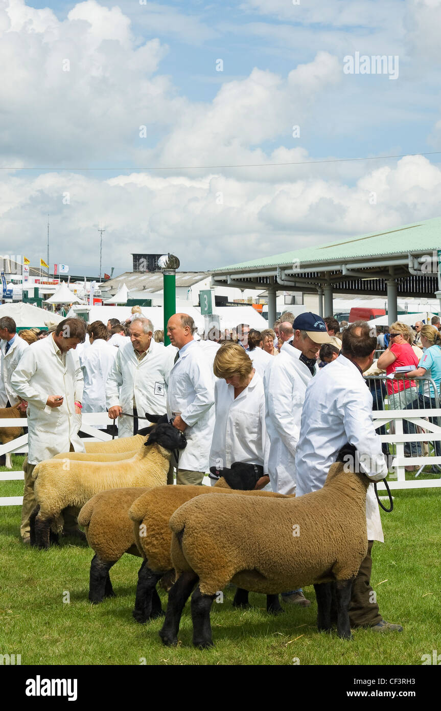 Gemessen an der Great Yorkshire Show warten. Stockfoto