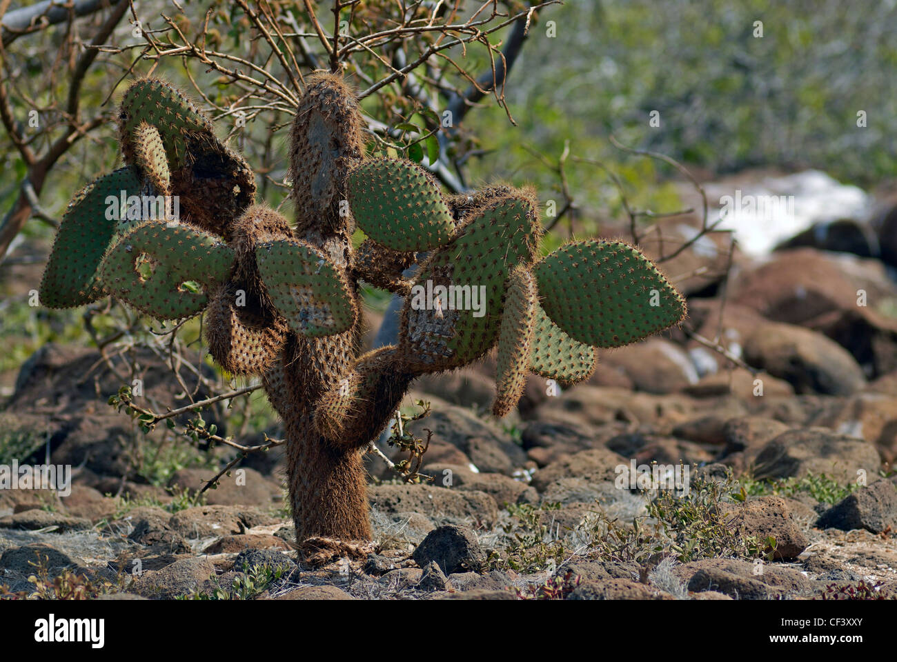 Kaktus auf North Seymour Island, Galapagos-Inseln, Ecuador Stockfoto