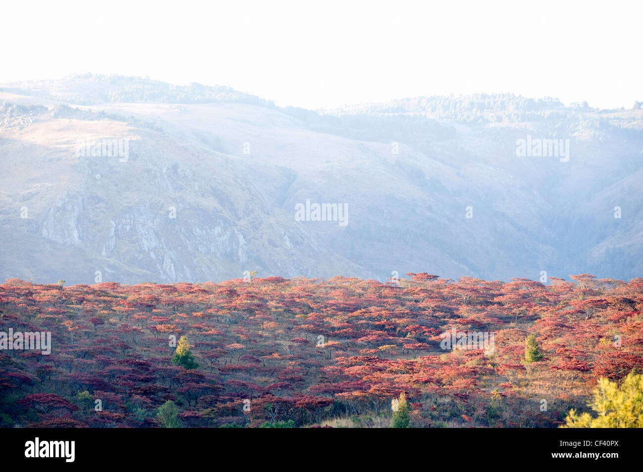 Msasa Blütenbäumen in Simbabwes Eastern highlands Stockfoto