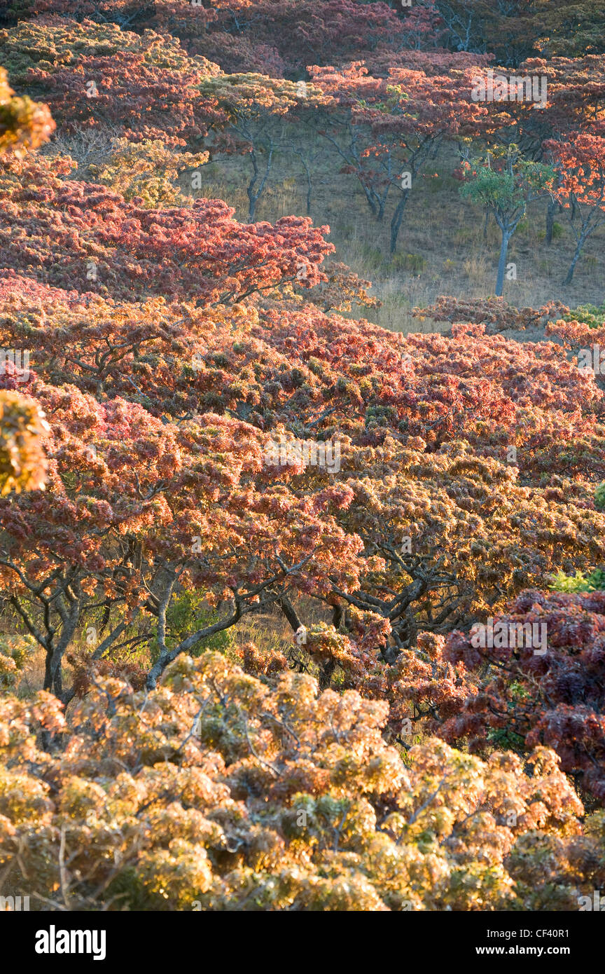 Msasa Blütenbäumen in Simbabwes Eastern highlands Stockfoto