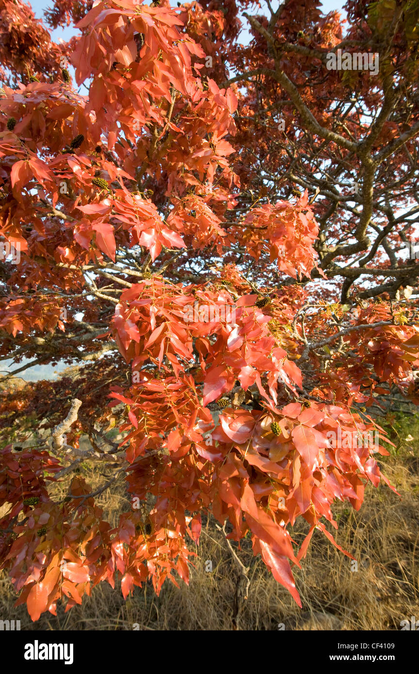 Blühende Msasa in Simbabwe Eastern Highlands Stockfoto