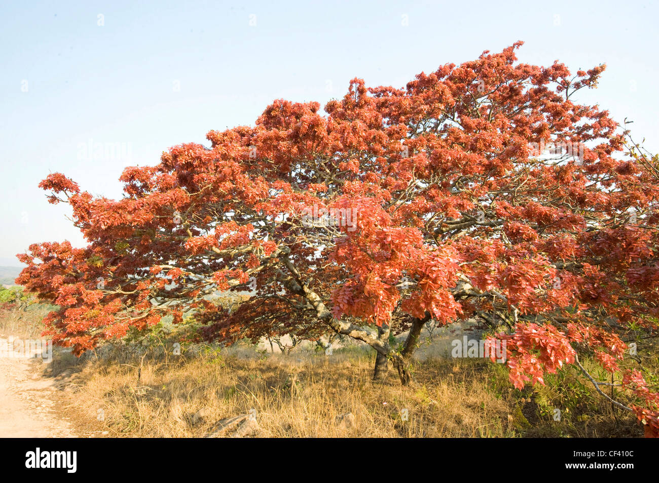 Blühende Msasa in Simbabwe Eastern Highlands Stockfoto
