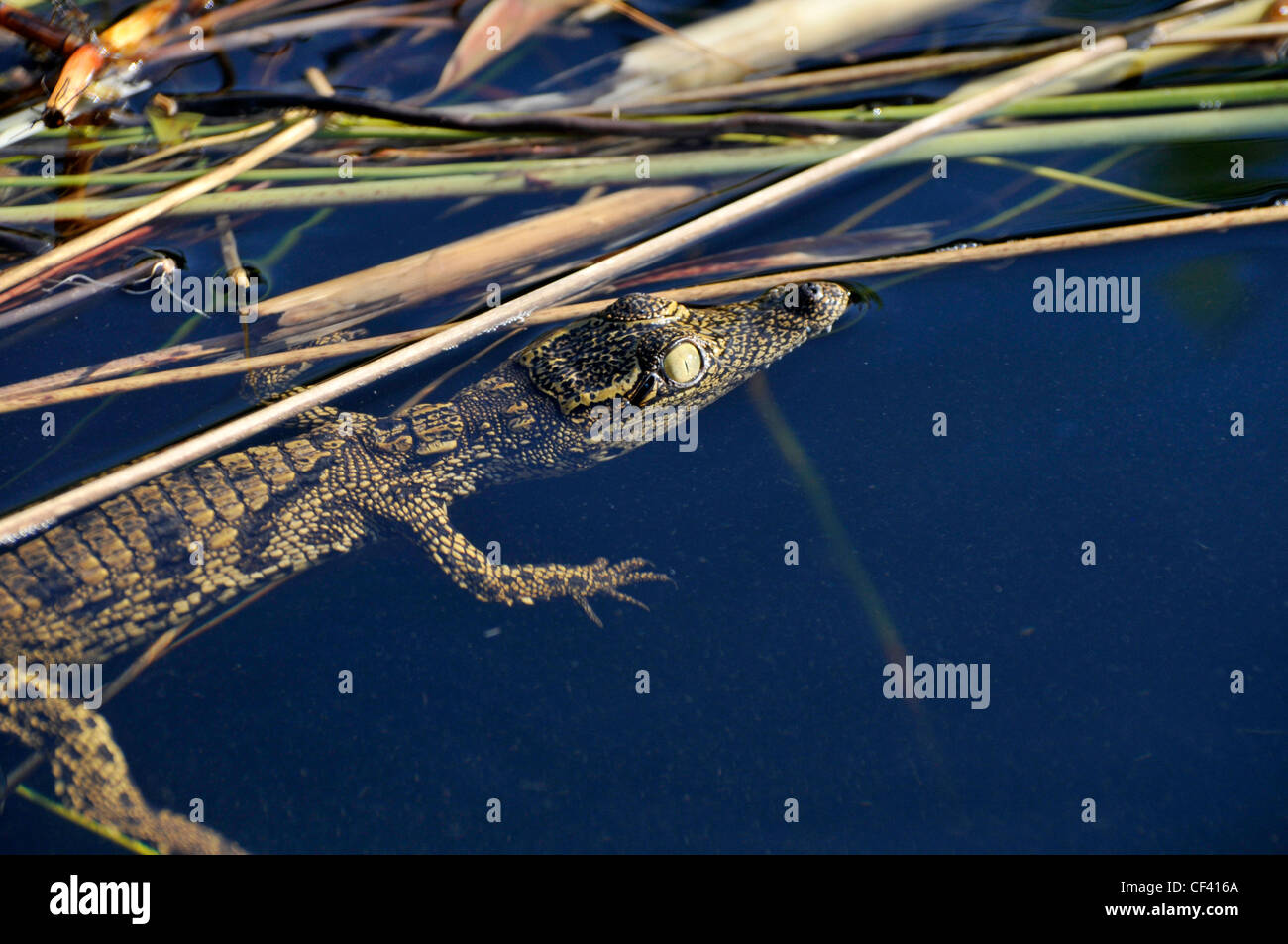 Junge kleine Krokodil, in Afrika Stockfoto