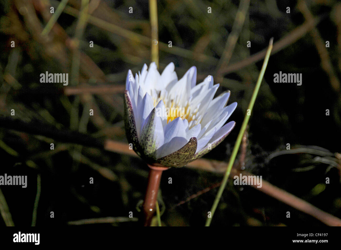 Blume des okavango Stockfoto