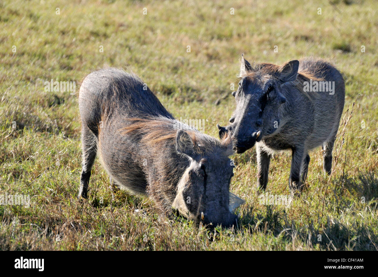 Warzenschweine in Afrika Stockfoto