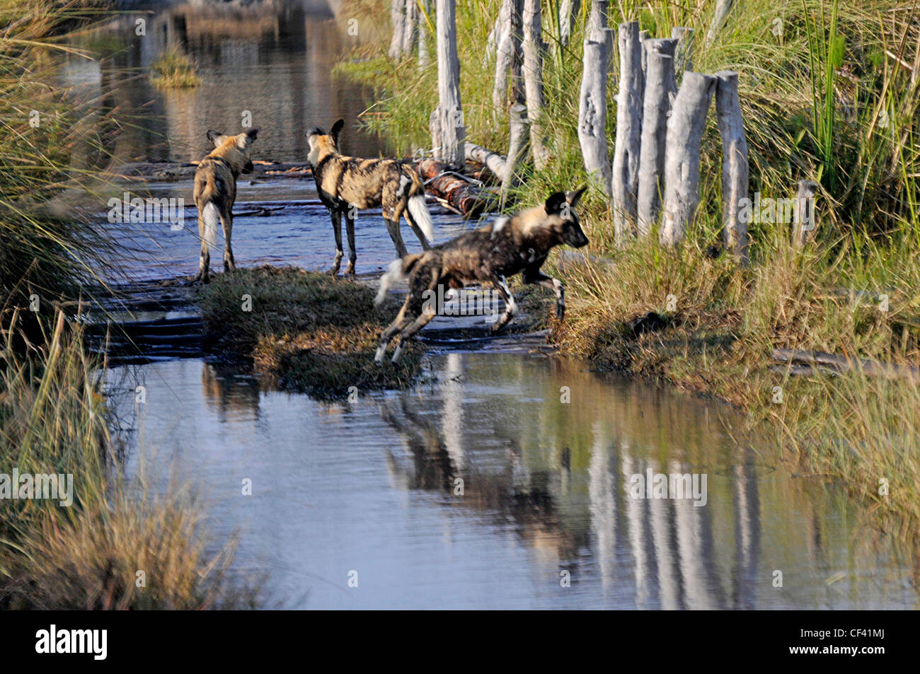 Wilde Hunde in der "Third Bridge" in Moremi, Botswana Stockfoto