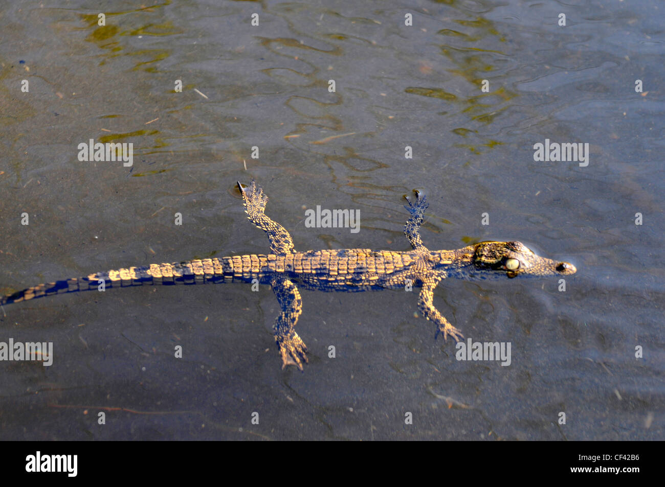 Ein kleines Krokodil schwimmt auf dem Fluss Kwai, Afrika Stockfoto