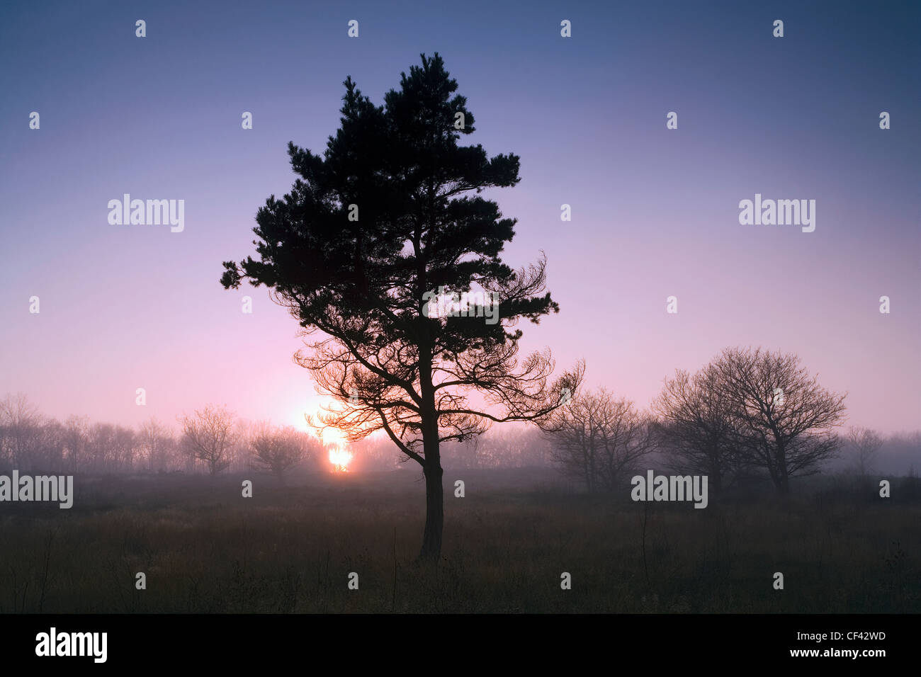 Nebel rollt als Dämmerung über Royden Park Naturschutzgebiet absteigt. Stockfoto