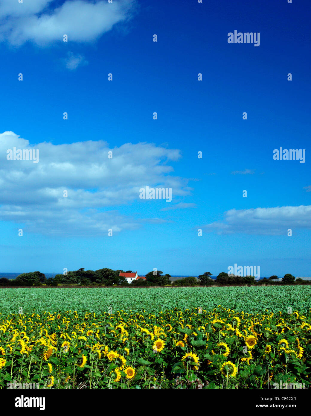 Blick über ein Feld von Sonnenblumen in Richtung einer isolierten Hütte an der Nordküste Yorkshire. Stockfoto
