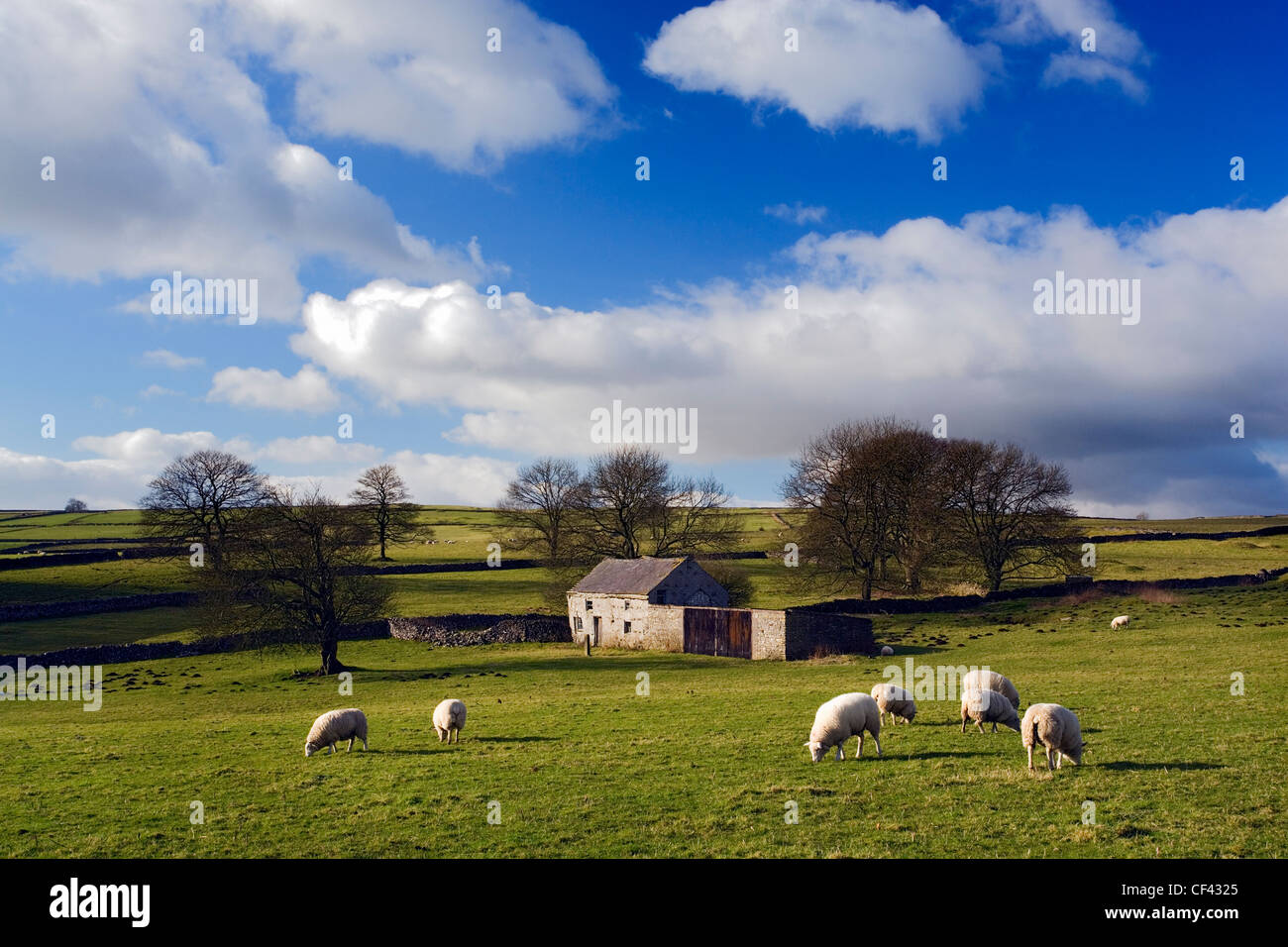 Schafbeweidung von einem abgelegenen Bauernhaus, nun als Scheune, in der Nähe der kleinen Ortschaft Flagg im westlichen Peak District genutzt. Stockfoto