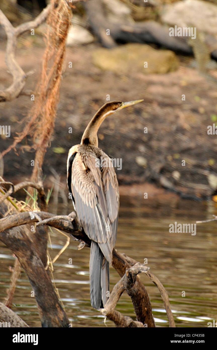 Vogel auf der Suche nach Fisch am Ufer des Okavango Flusses. Stockfoto