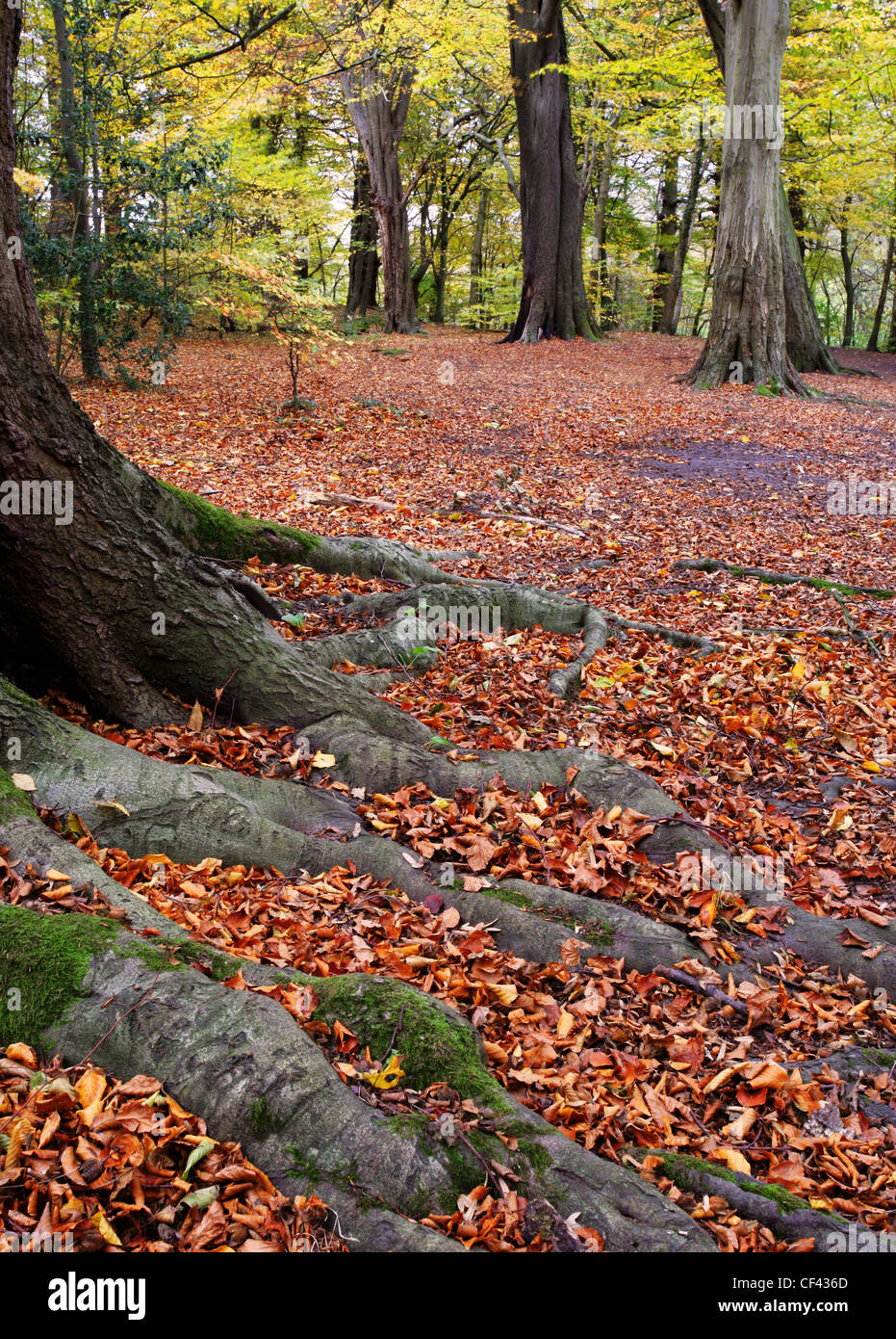 Eine Schicht aus rotbraunen Blätter Teppich Boden Herbst erreicht ihren Höhepunkt im Dibbinsdale Nature Reserve. Stockfoto