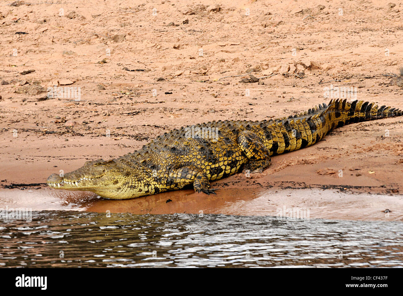 Okavango-Fluss Krokodil. Stockfoto