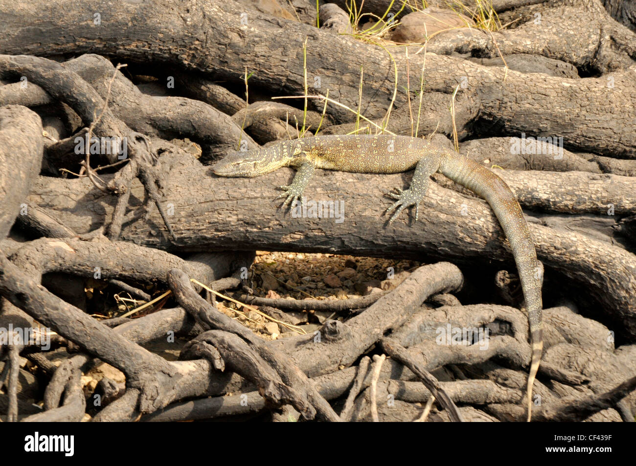 Monitor Lizard, Botswana, Afrika Stockfoto