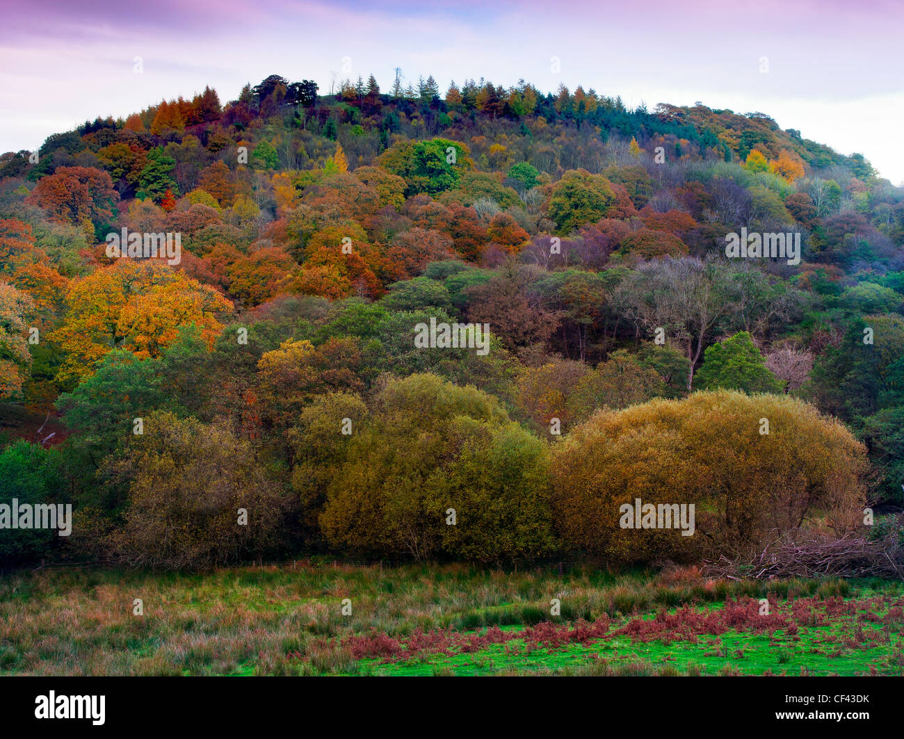 Eine bunte herbstliche Anzeige von Bäumen auf Beddugre Hügel. Stockfoto