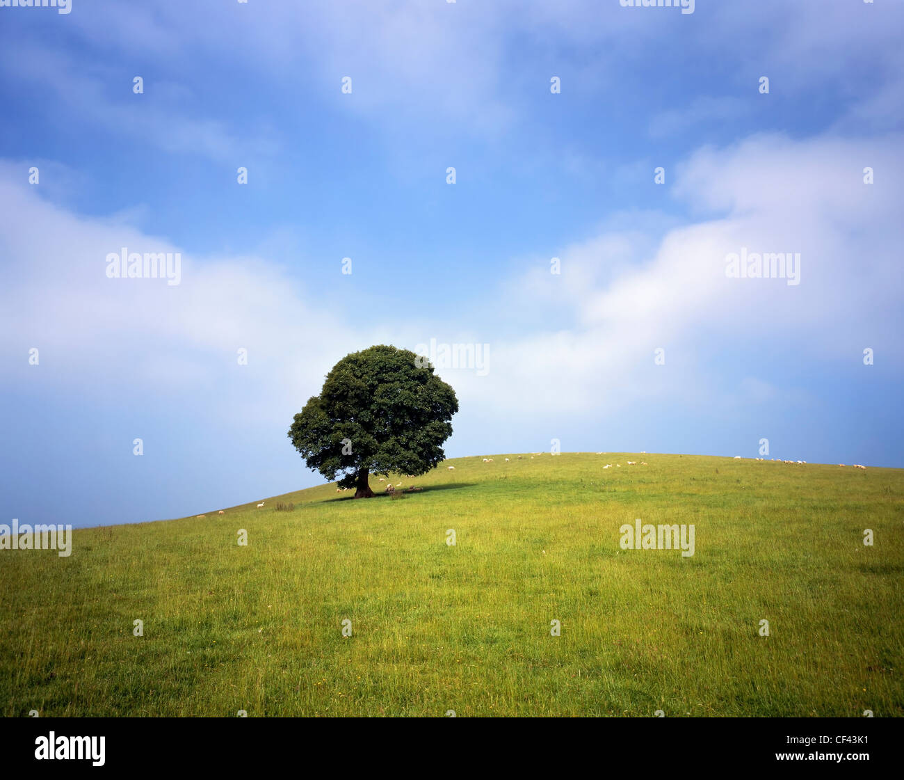 Schafbeweidung auf einem Hügel mit einem einsamen Baum. Stockfoto