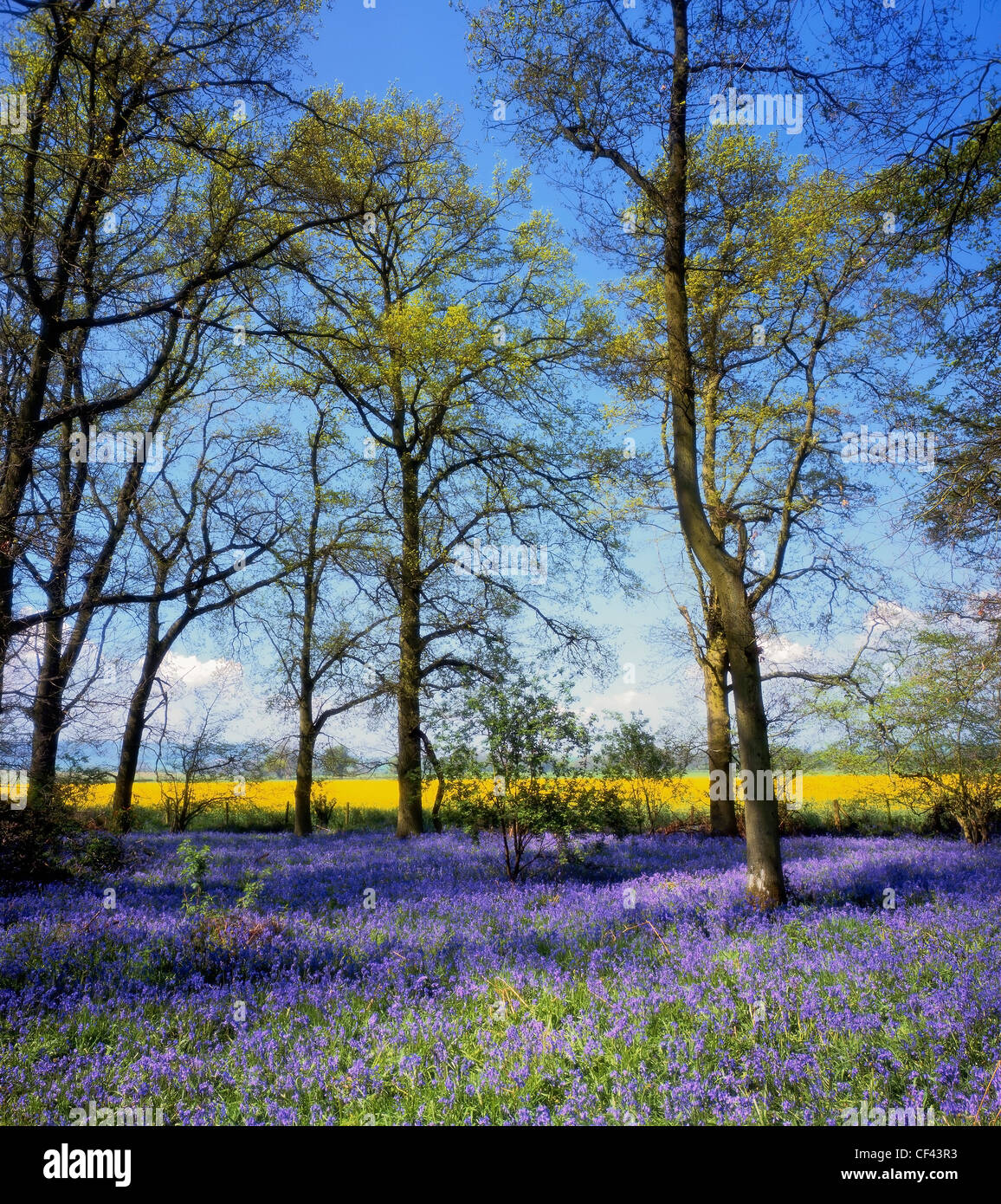 Glockenblumen in einem Waldgebiet in ländlichen Shropshire im späten Frühjahr. Stockfoto