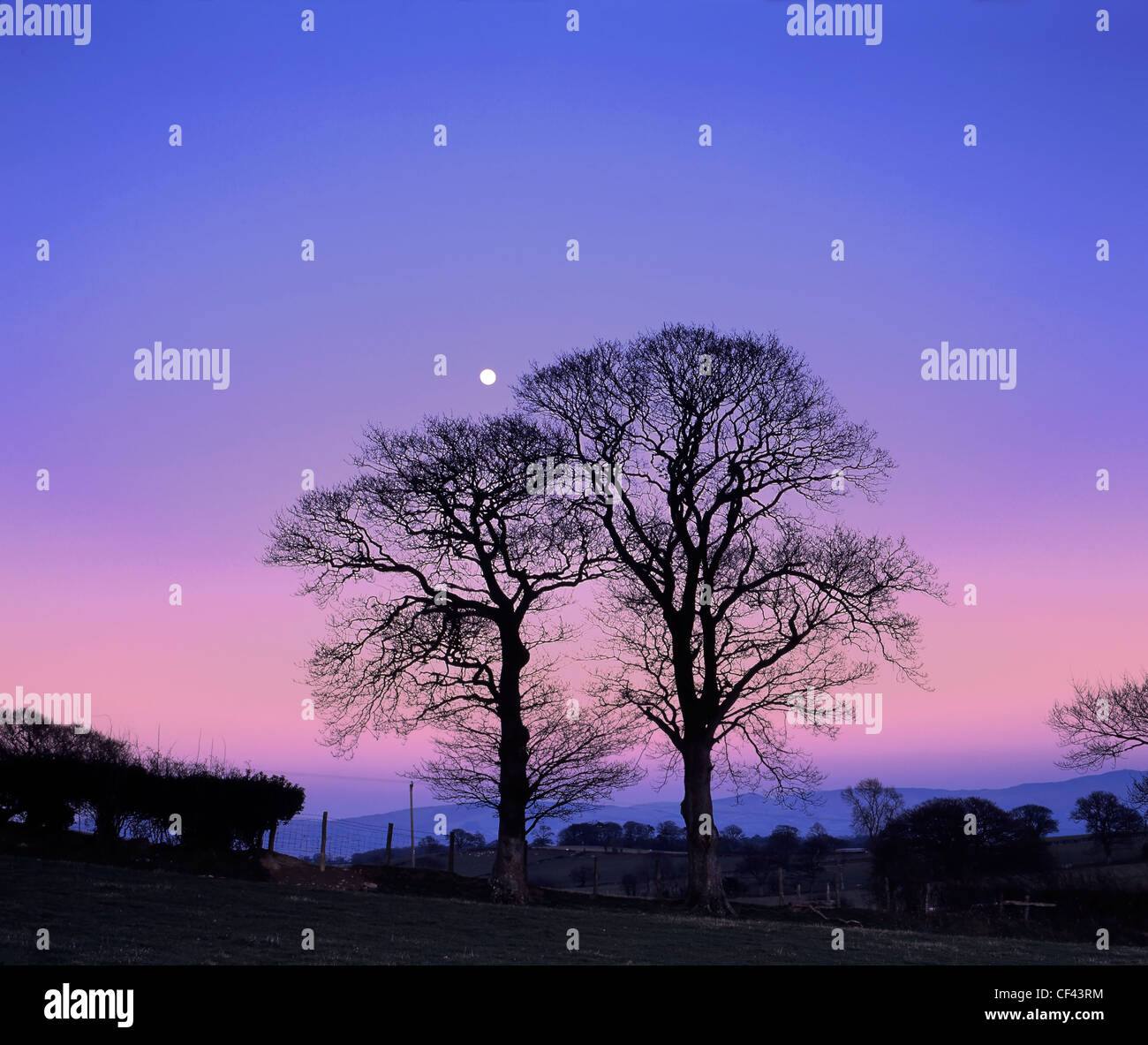 Dämmerung senkt sich steigender Vollmond an einem ruhigen Winterabend im ländlichen Norden von Wales. Stockfoto