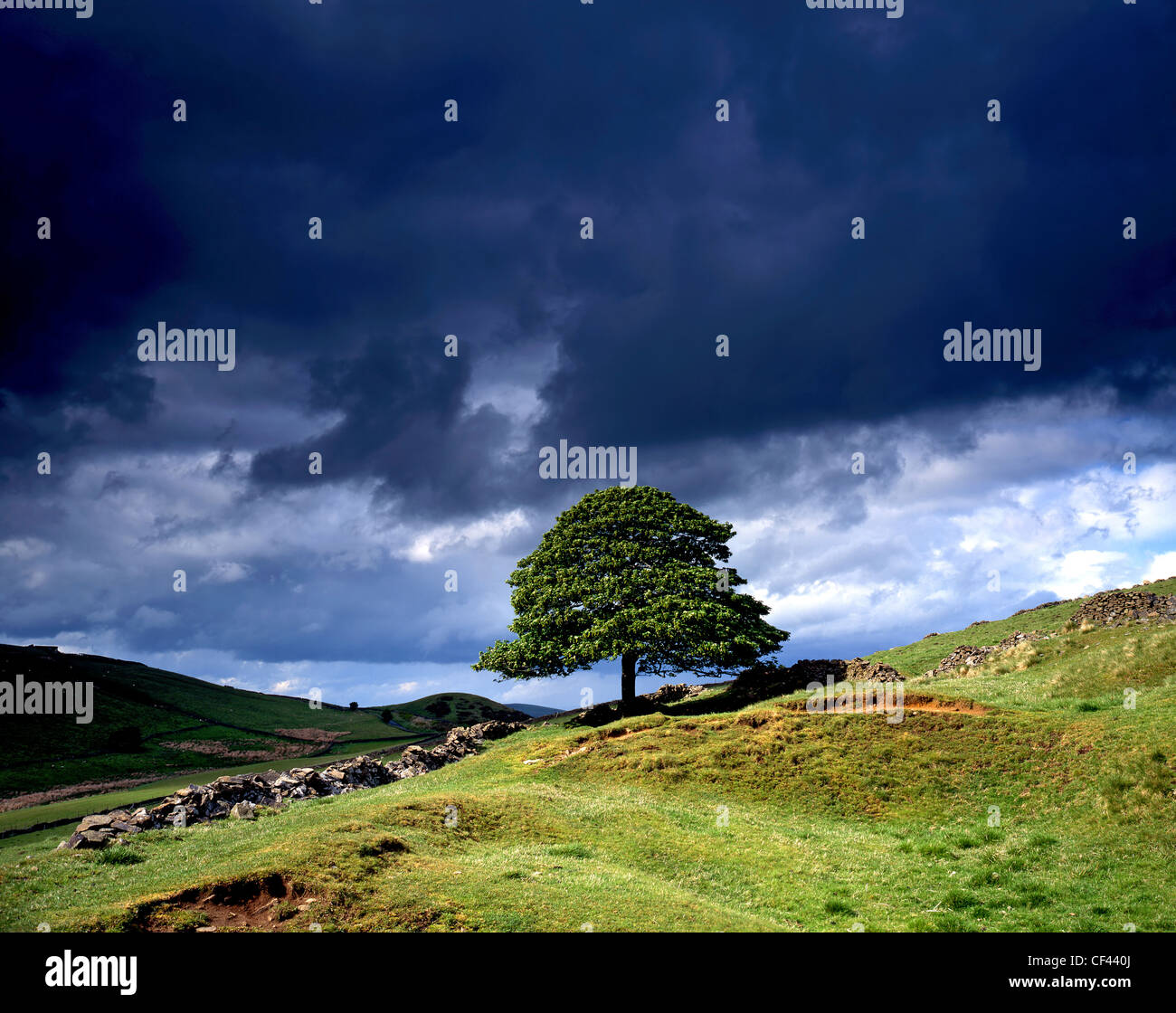 Eine isolierte Baum auf einem Hügel im Tal Goyt vor einem dunklen, stürmischen Himmel im Peak District. Stockfoto