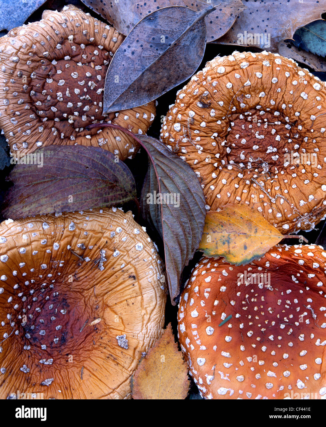 Bunte Pilze und Laub markieren den Höhepunkt des Herbstes. Stockfoto