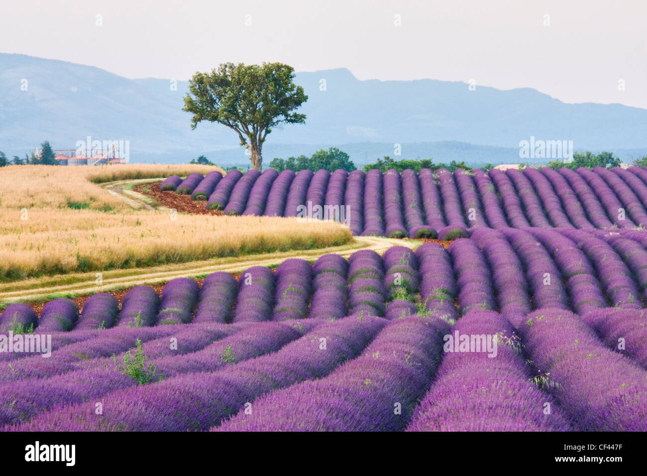Lavendel Feld, Plateau De Valensole, Provence, Frankreich Stockfoto