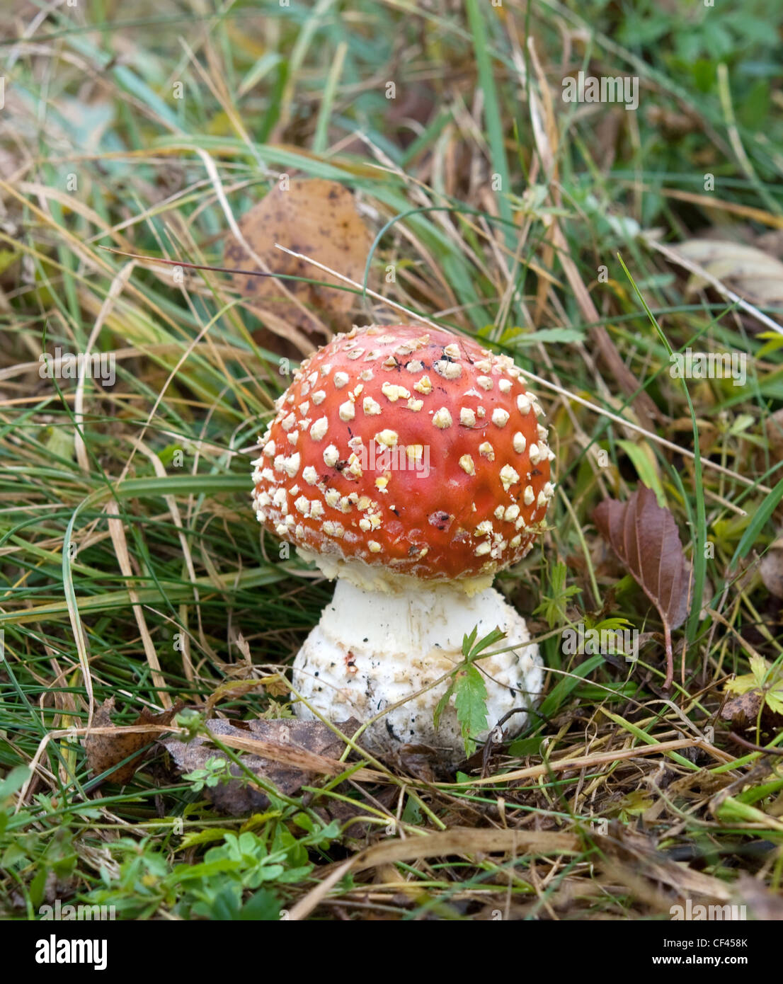 Panther Amanita in einem Herbst Rasen Stockfoto