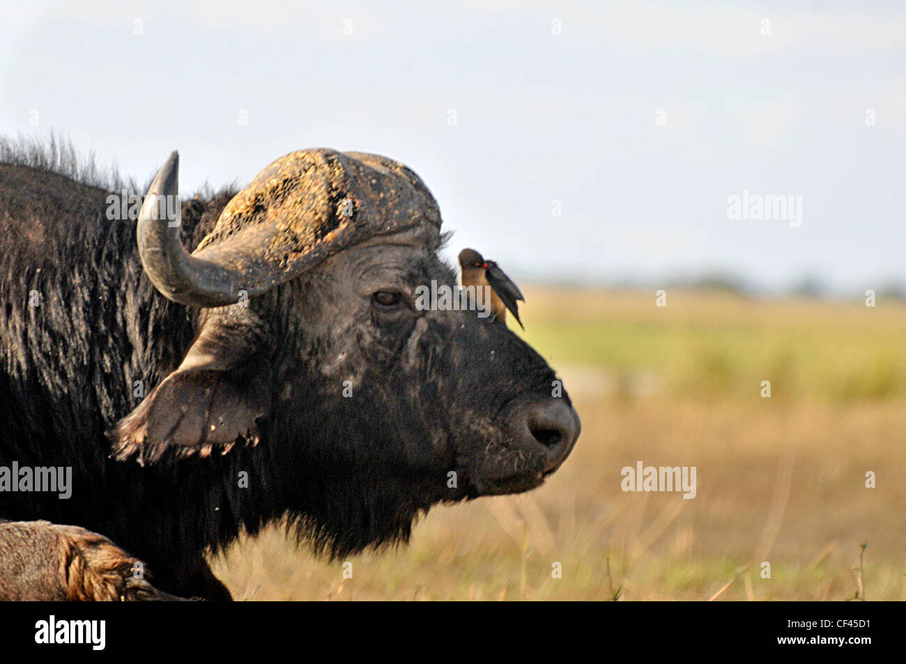 Buffalo und Vogel Stockfoto