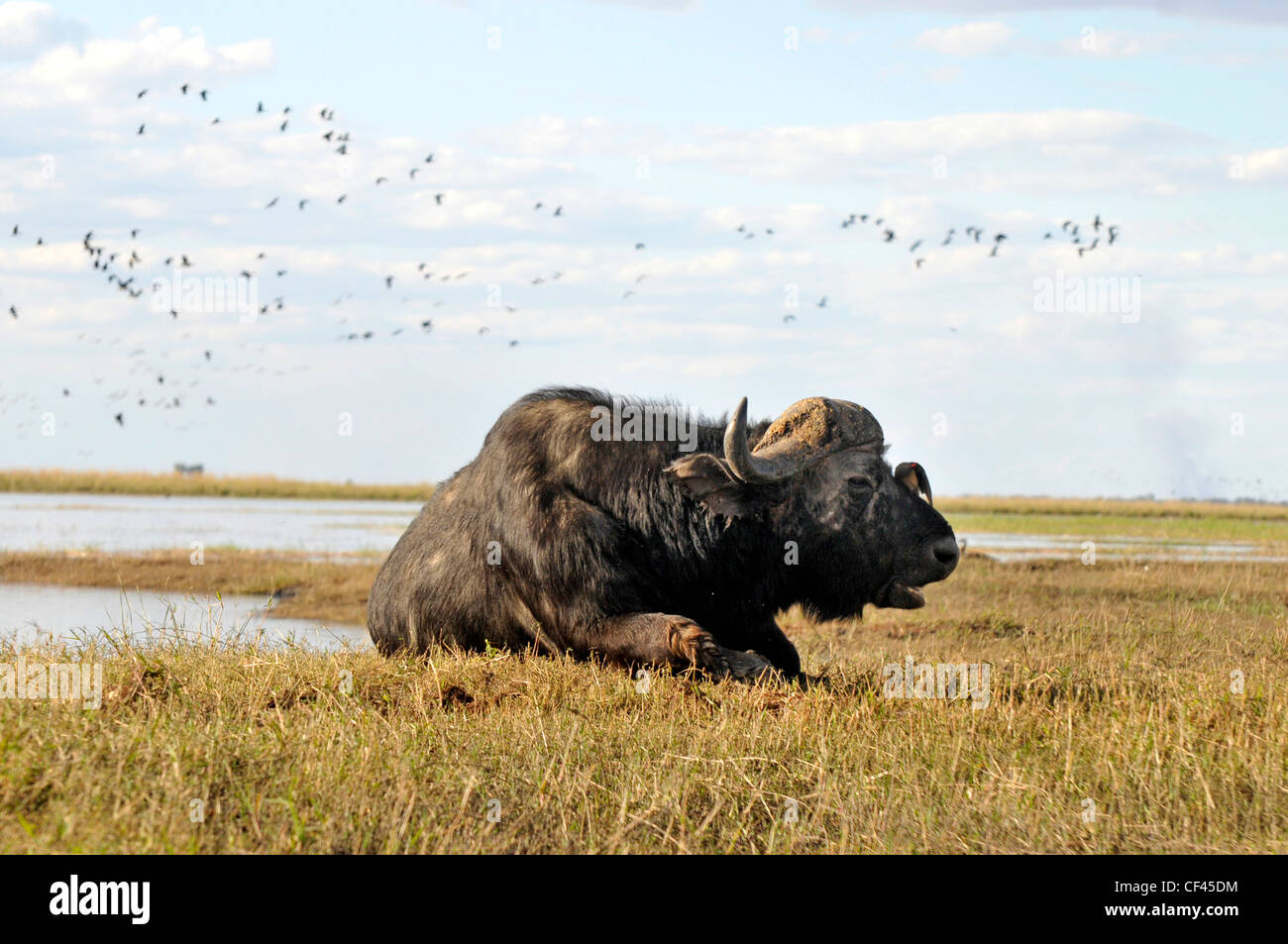 Büffel am Fluss mit Vögel. Stockfoto