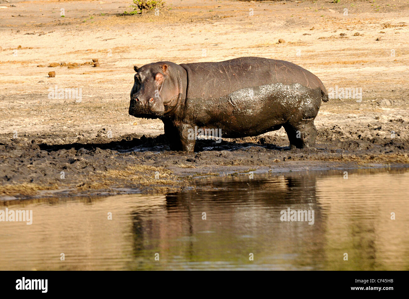 Hippo am Ufer des Chobe Flusses, Botswana, Afrika Stockfoto