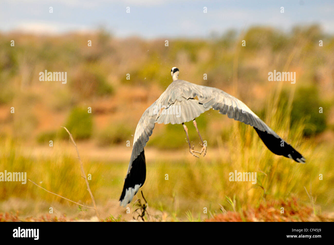 Großer Vogel fliegt im Okavango Delta. Stockfoto