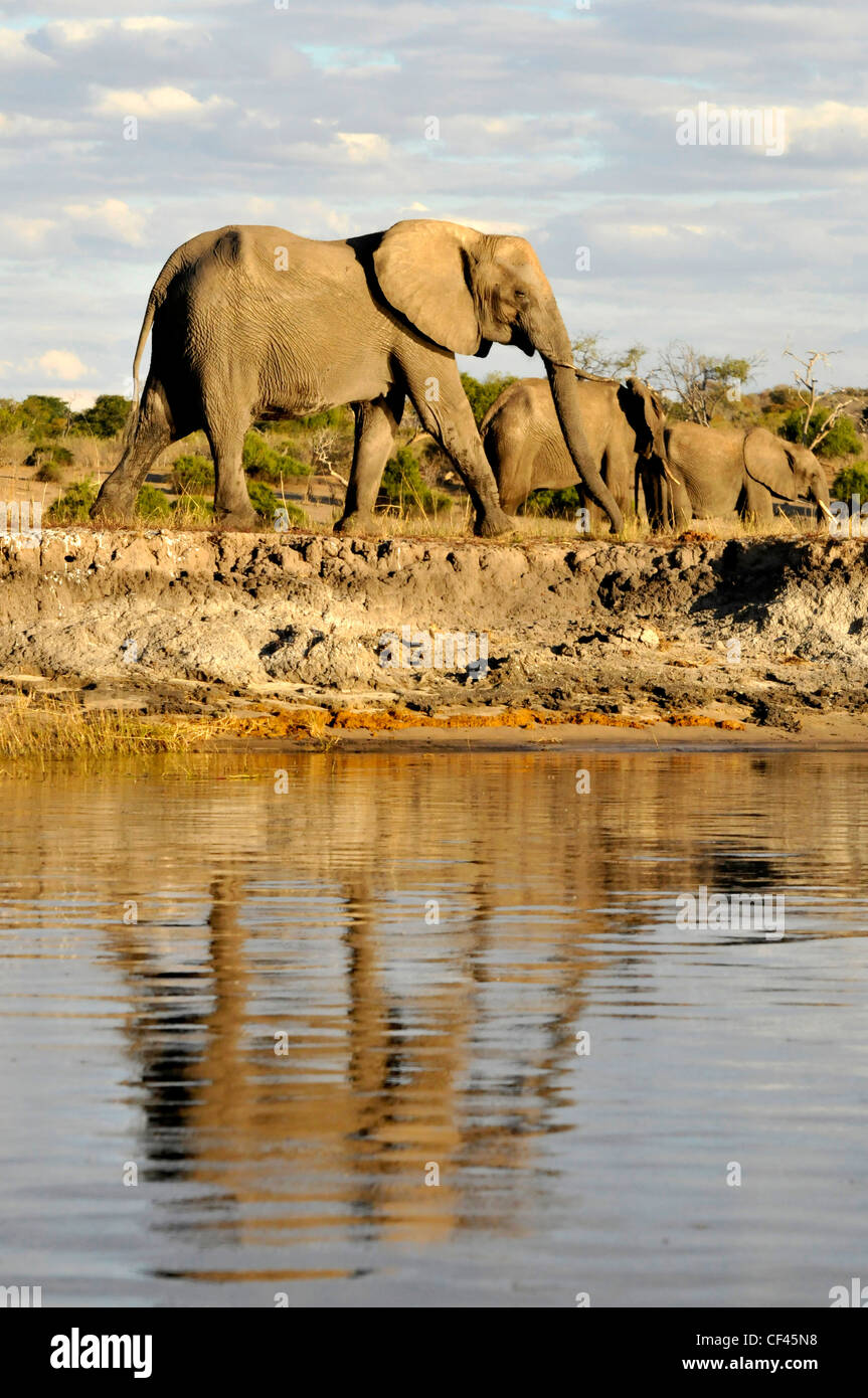 Erwachsene männliche Elefanten. Stockfoto