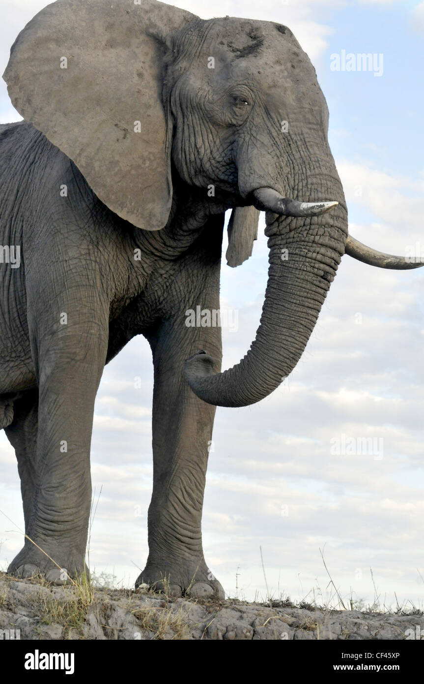Erwachsenen afrikanischen Elefanten. Savuti Maun, Moremi, Xakanaxa Stockfoto