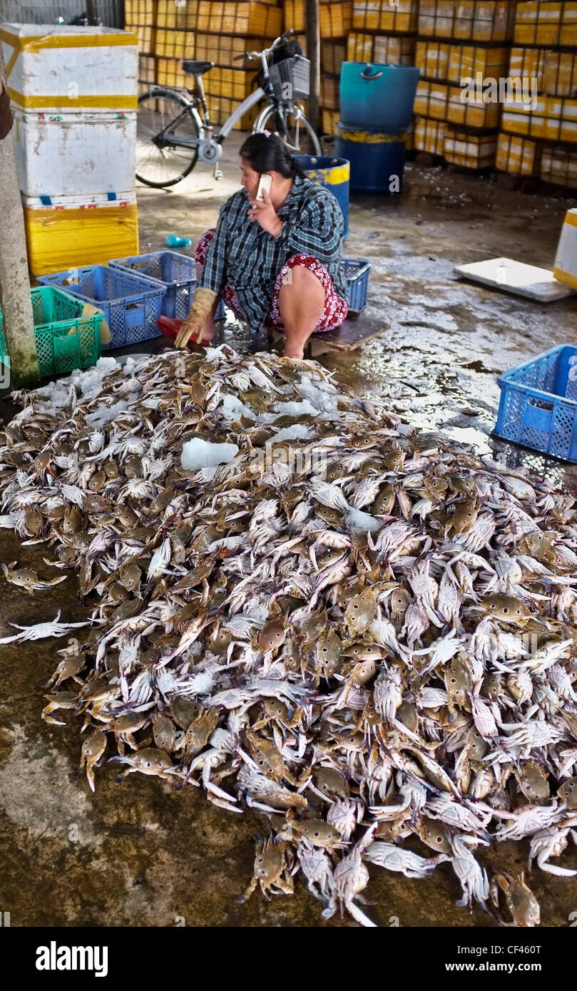 Frau Fischhändler, Fischmarkt, Hoi an, Vietnam Stockfoto