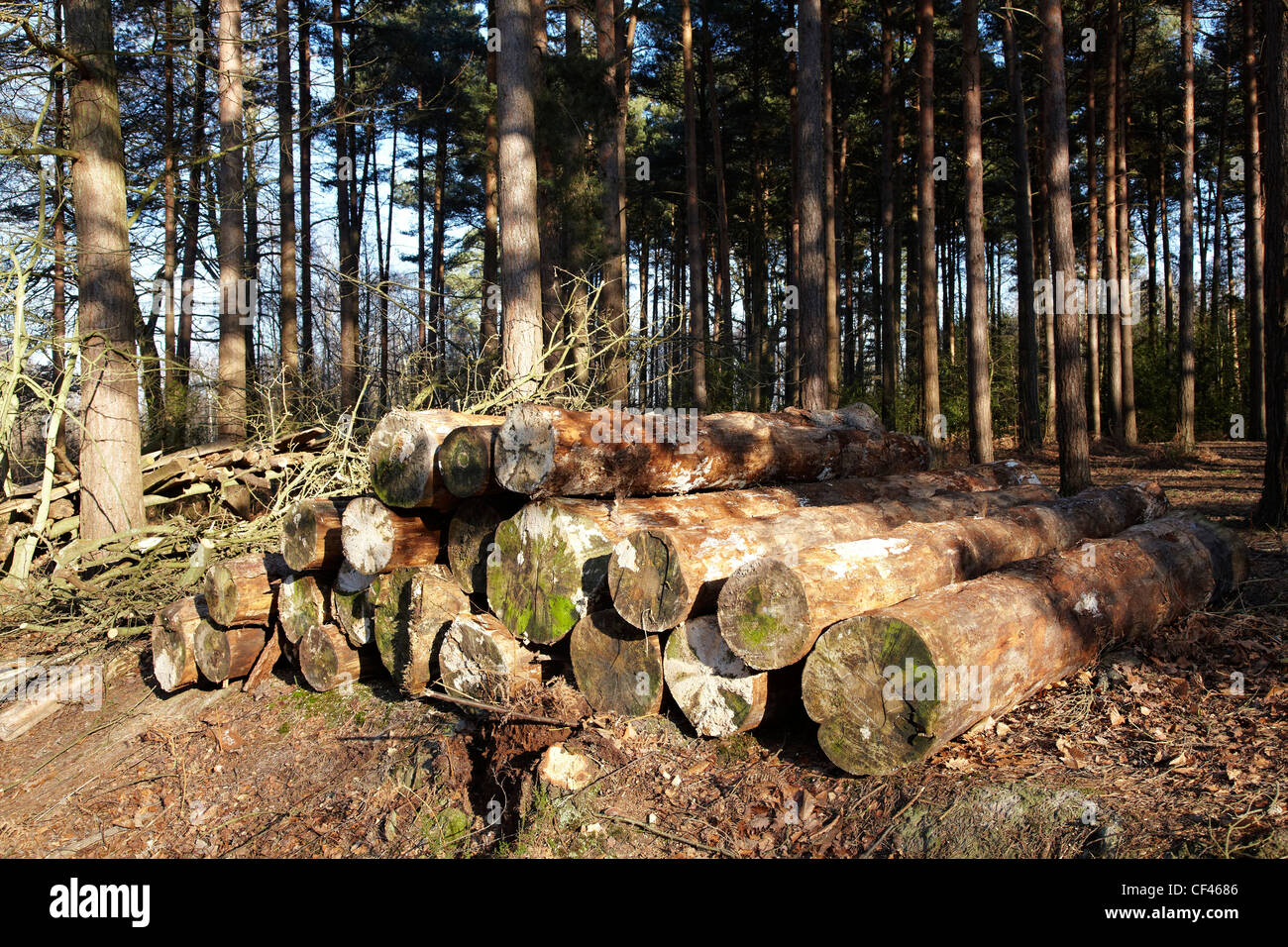 Gestapelte Protokolle in einem kommerziellen Kiefernwald Stockfoto